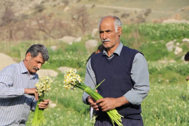 کشت ۸۵هکتار گل نرگس در لرستان