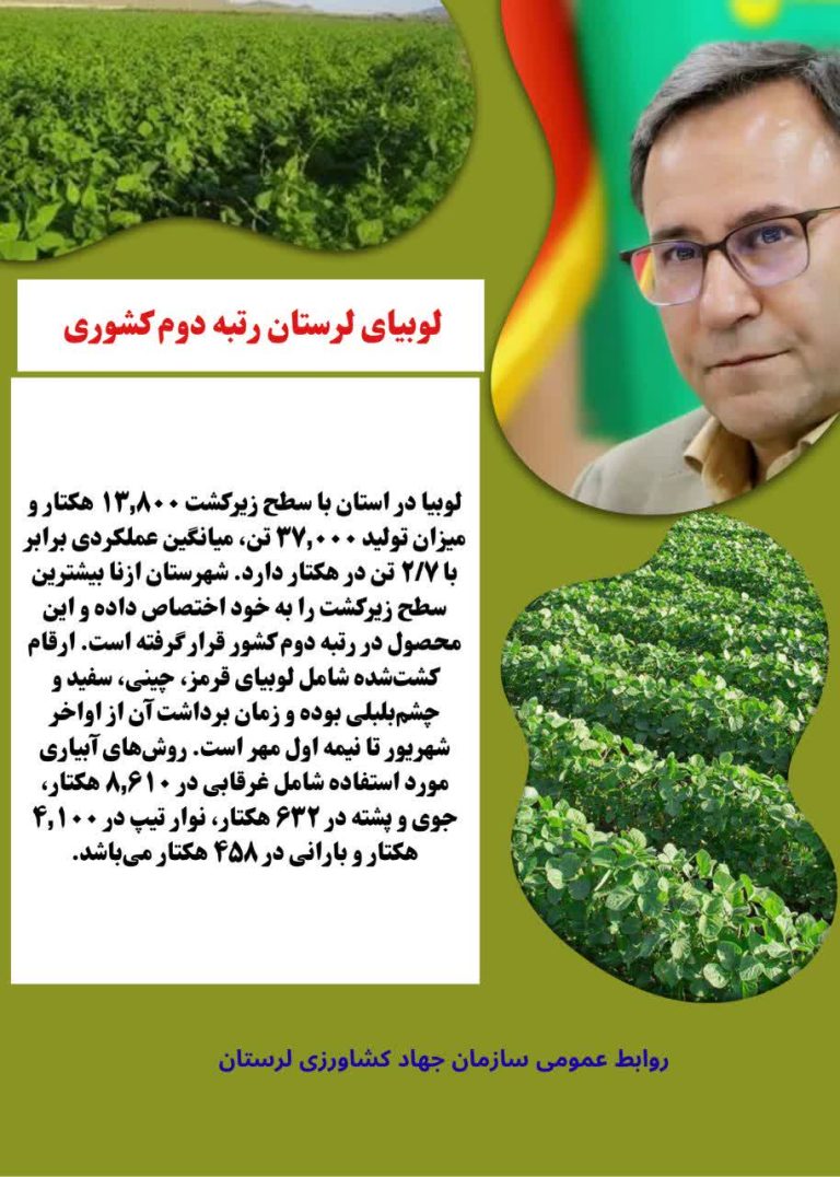 لوبیای لرستان رتبه دوم کشور